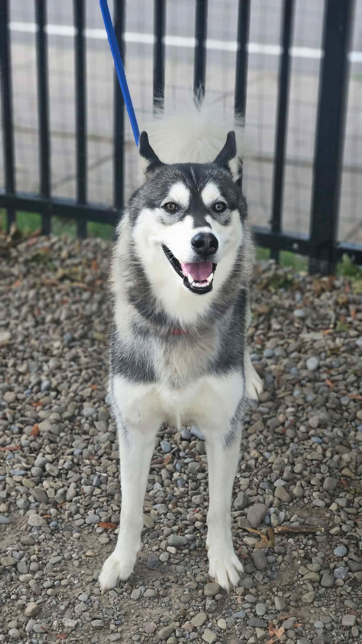 Zamboni, an adopted Husky in Buffalo, NY image 6/6