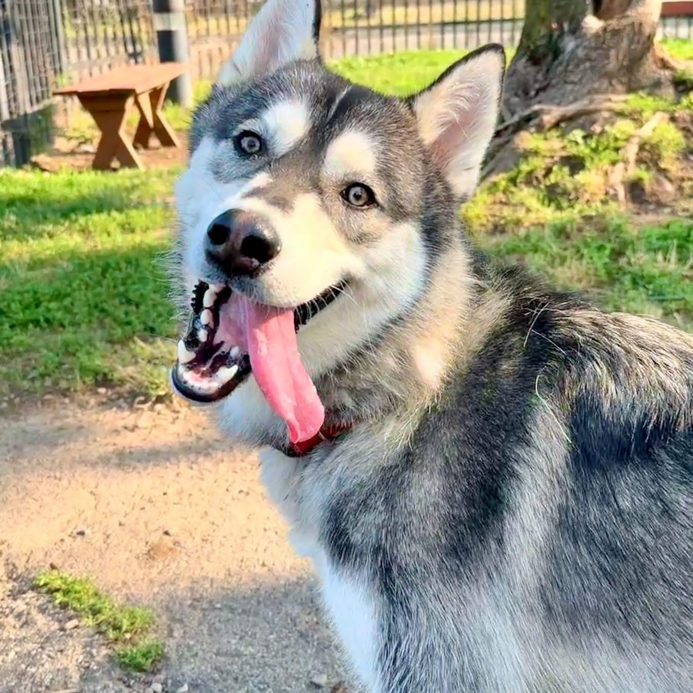 Zamboni, an adopted Husky in Buffalo, NY image 2/6