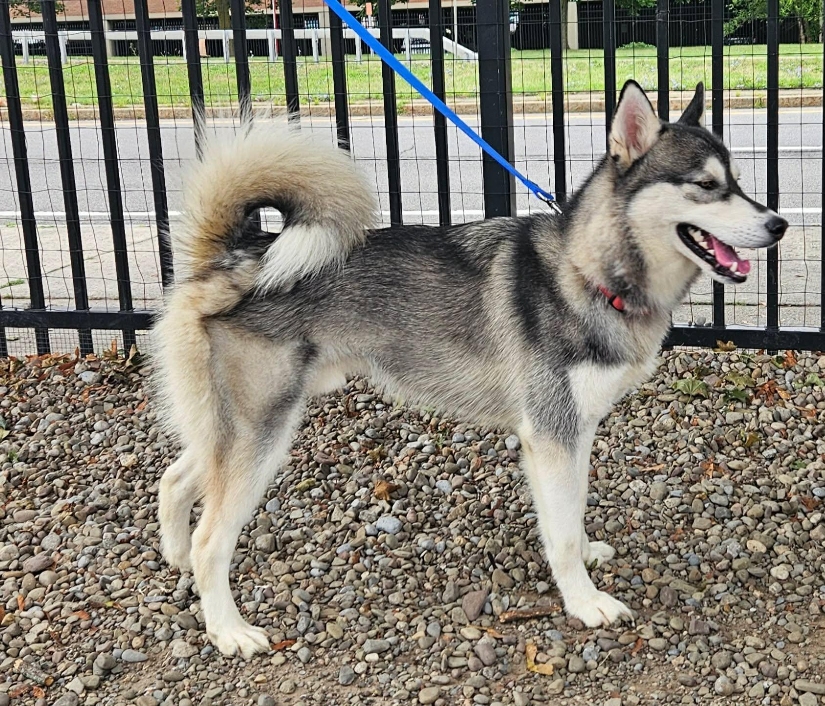 Zamboni, an adopted Husky in Buffalo, NY image 5/6