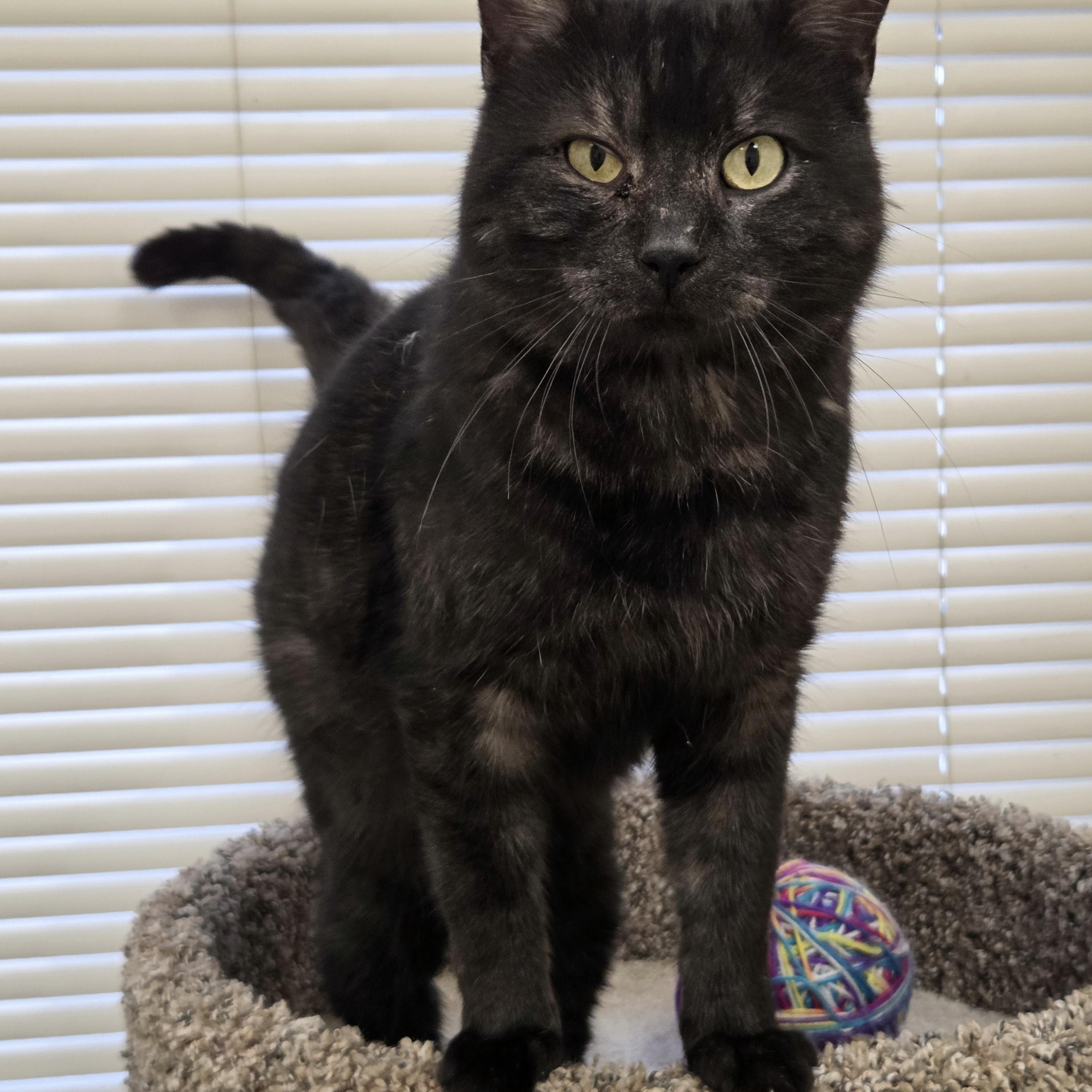 Enlarge Arnold, an adopted Domestic Short Hair in Red Wing, MN image 4/5