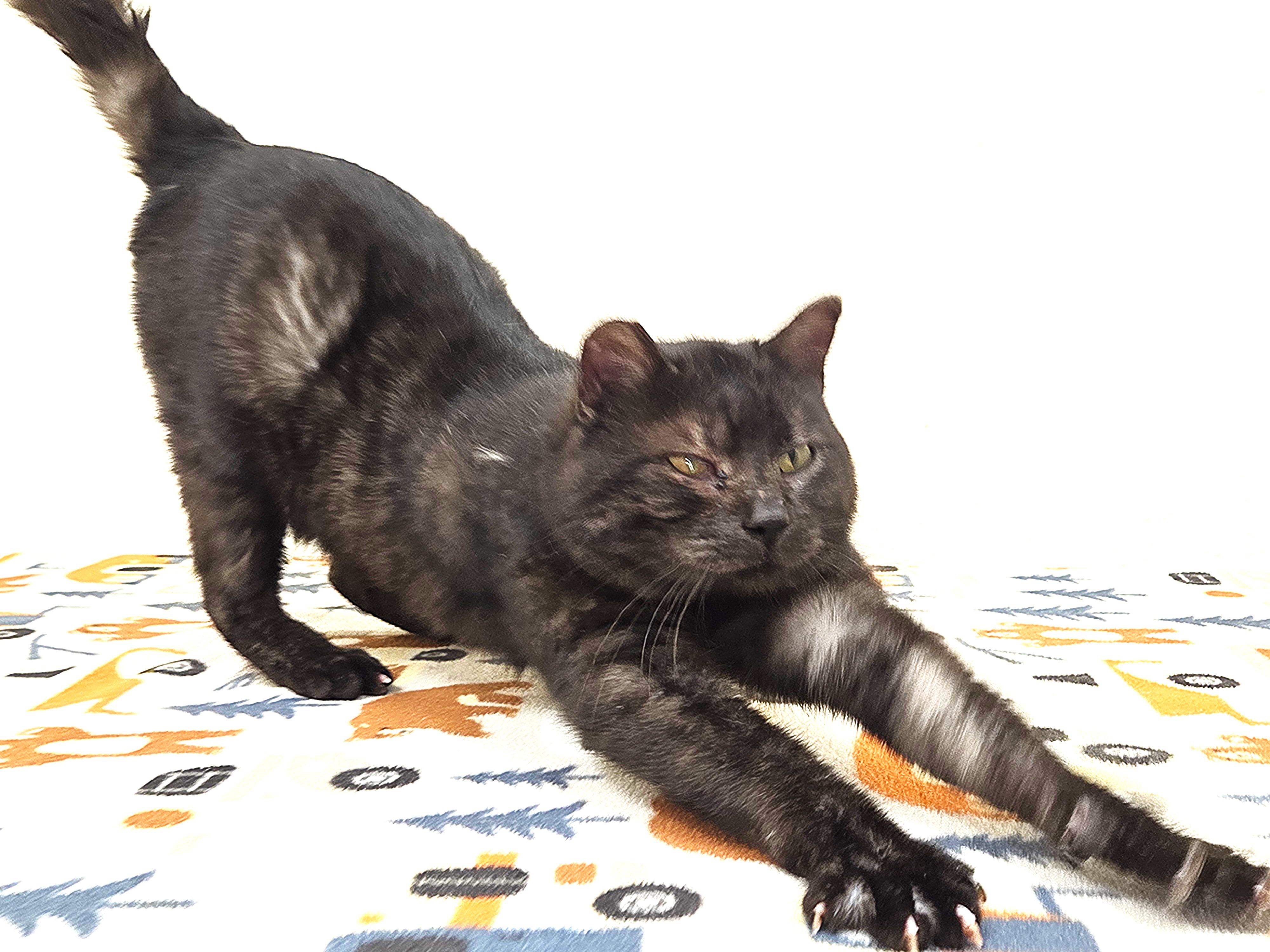 Enlarge Arnold, an adopted Domestic Short Hair in Red Wing, MN image 3/5