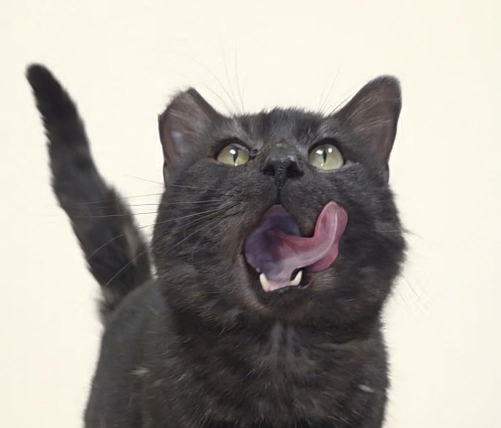 Arnold, adopted, Adult Male Domestic Short Hair.