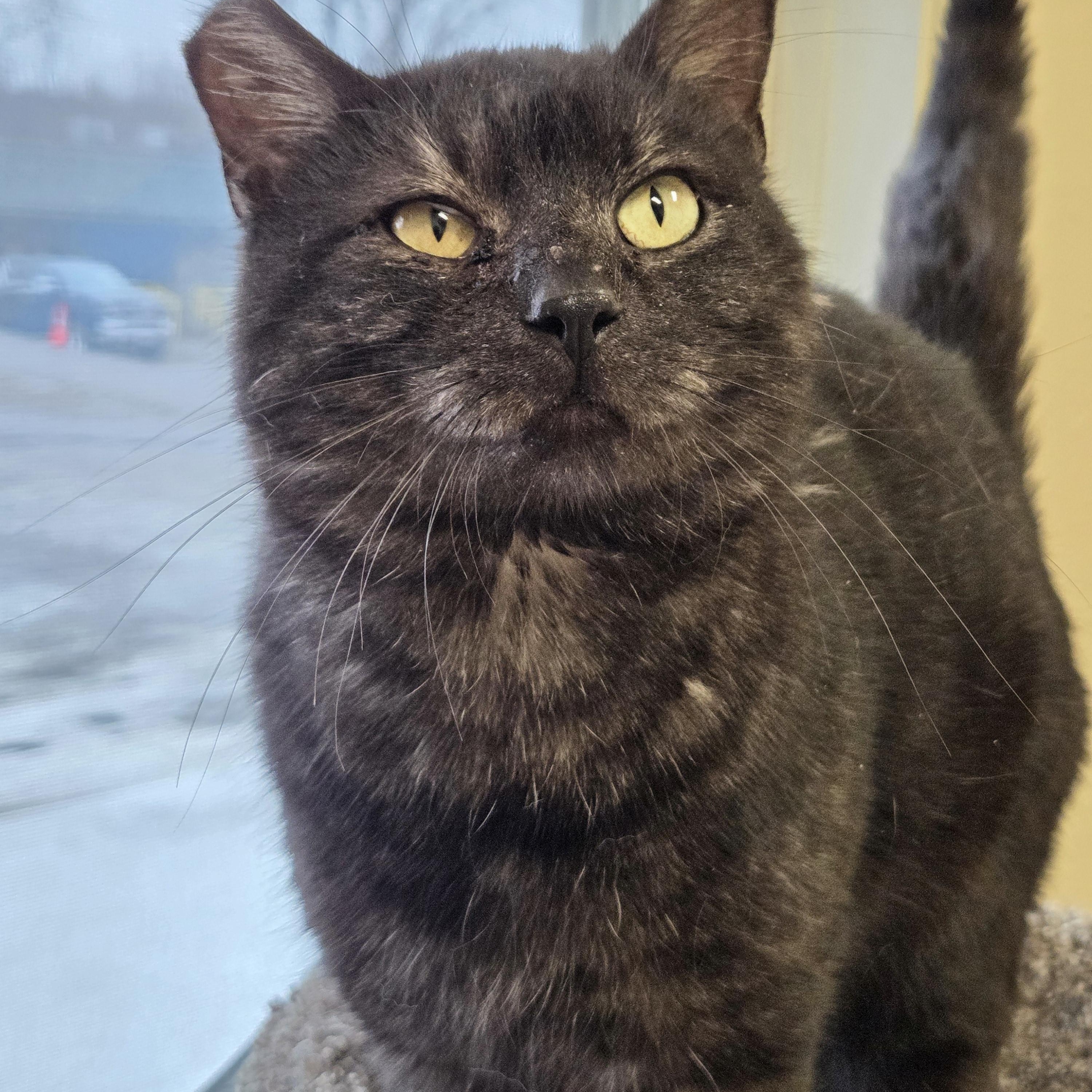 Enlarge Arnold, an adopted Domestic Short Hair in Red Wing, MN image 2/5
