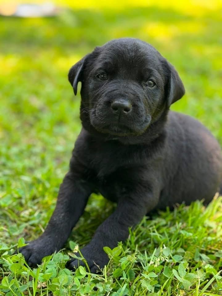 Reed, Adoptable, Puppy Male Labrador Retriever & Mixed Breed.