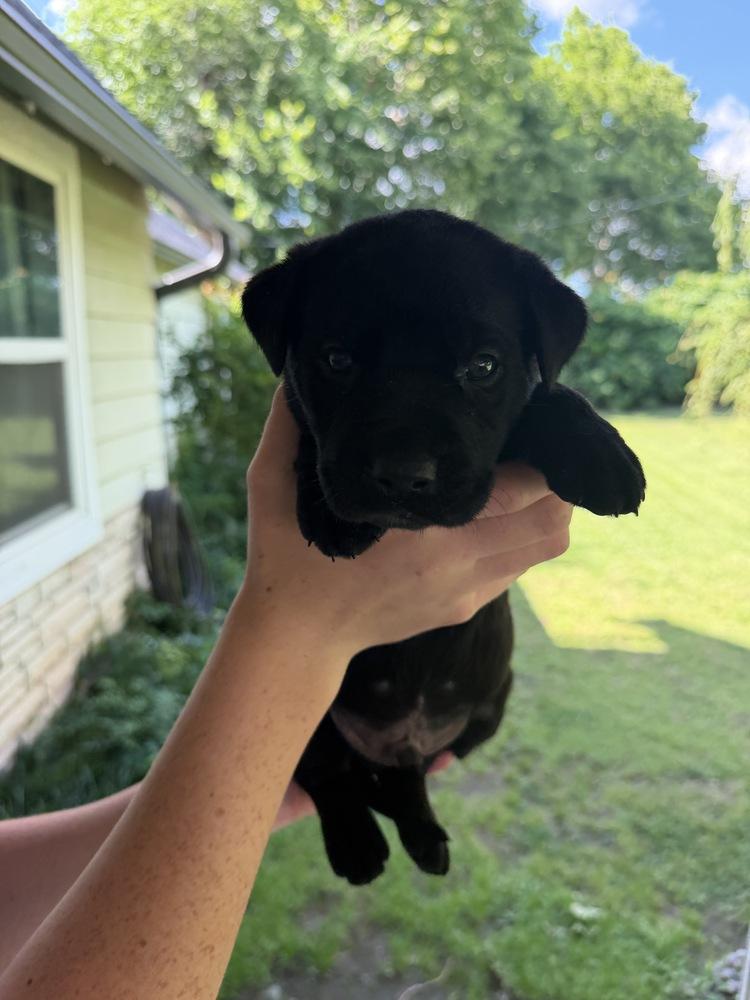 Enlarge Reed, a Adoptable mixed breed in Warr Acres, OK image 2/3