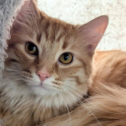Suitor, Adopted, Adult Male Domestic Medium Hair.