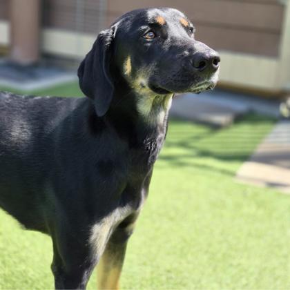 Missy, Adoptable, Adult Female Doberman Pinscher & Hound.