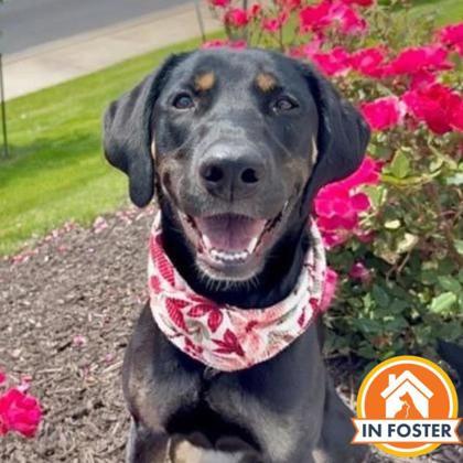 Enlarge Missy, a Adoptable mixed breed in Merriam, KS image 2/3