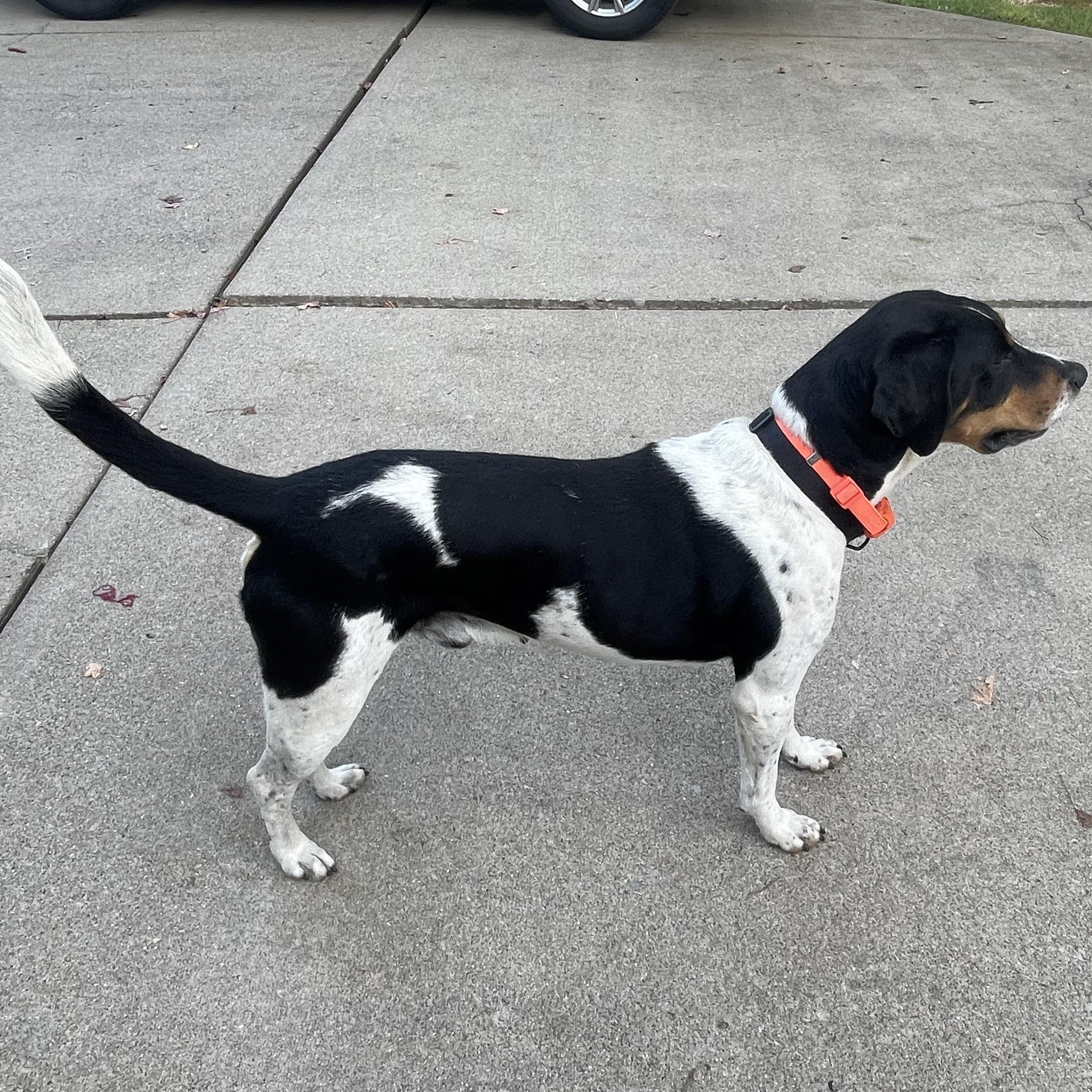 Enlarge Mickey, a Adoptable mixed breed in Terrace Park, OH image 2/5