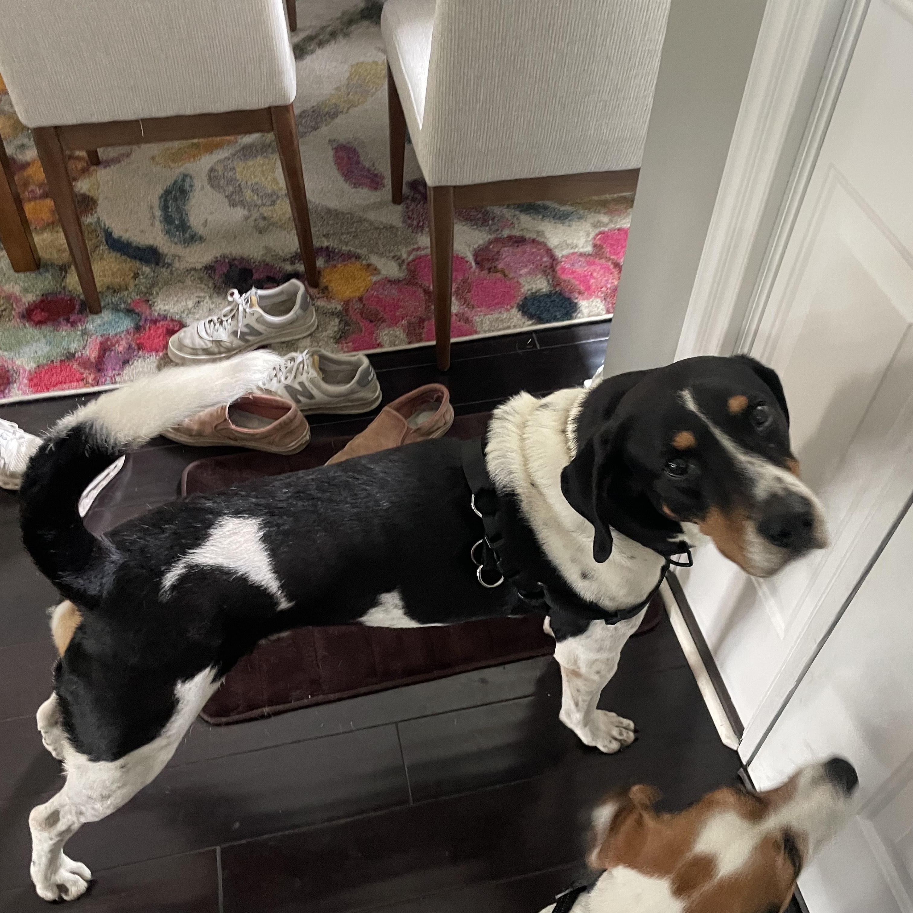 Enlarge Mickey, a Adoptable mixed breed in Terrace Park, OH image 1/5