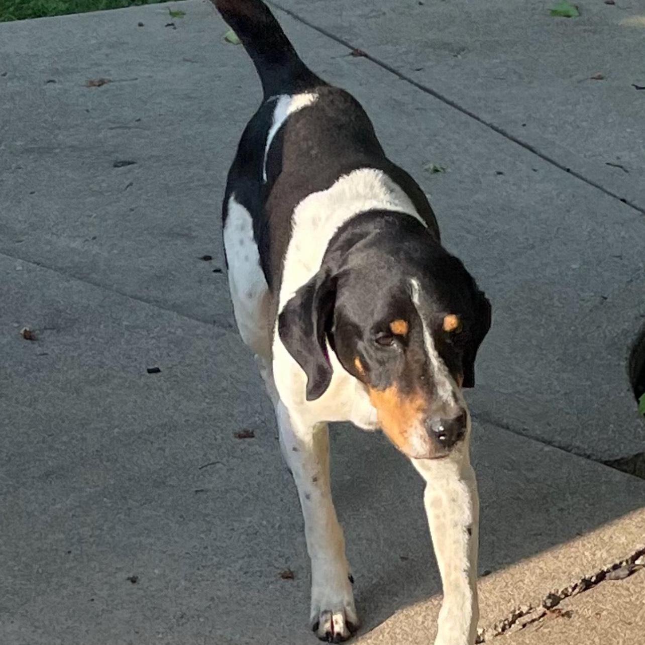 Enlarge Mickey, a Adoptable mixed breed in Terrace Park, OH image 5/5