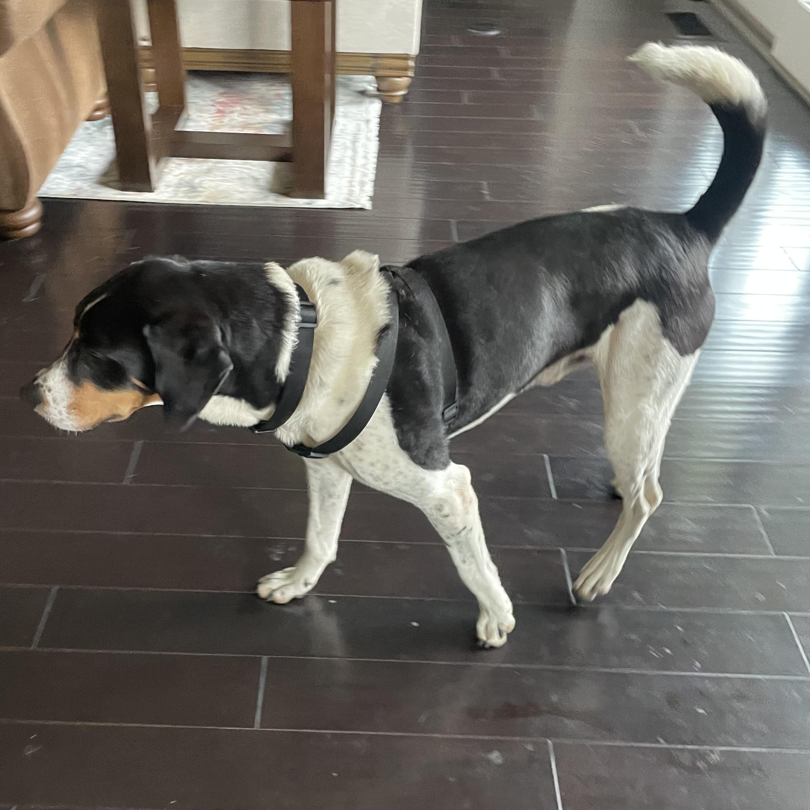 Enlarge Mickey, a Adoptable mixed breed in Terrace Park, OH image 4/5