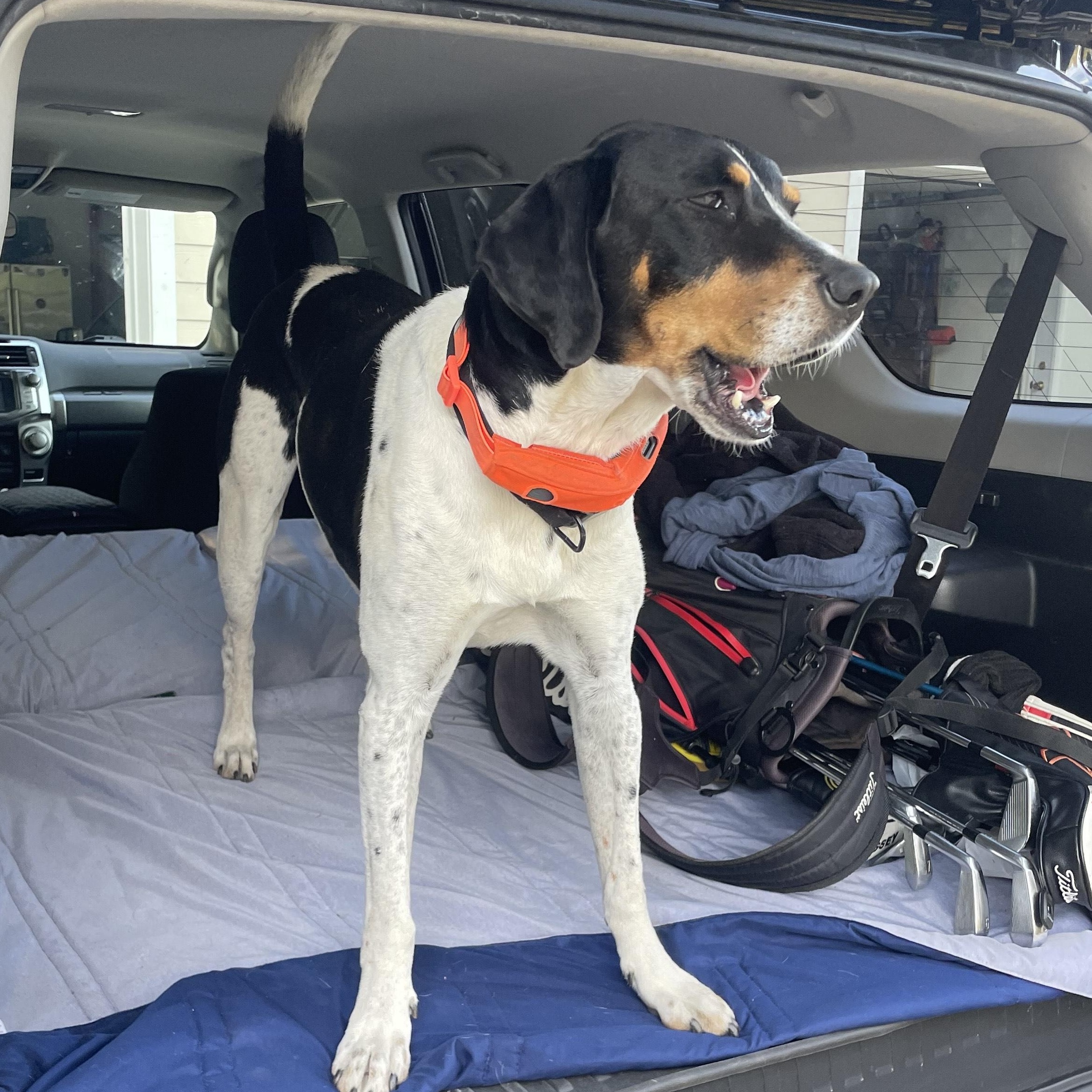 Enlarge Mickey, a Adoptable mixed breed in Terrace Park, OH image 3/5