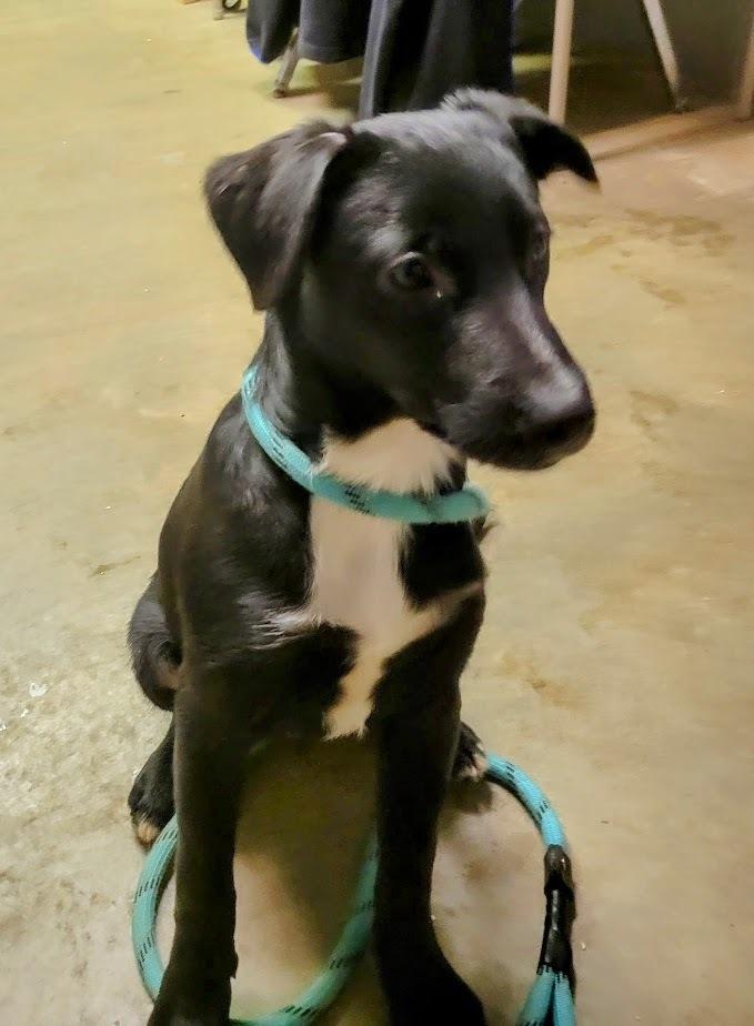 RASCAL 407-25, Adoptable, Young Male Mixed Breed.