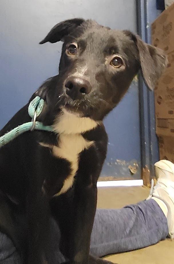 RASCAL 407-25, a Adoptable Mixed Breed in Cambridge, OH image 1/3