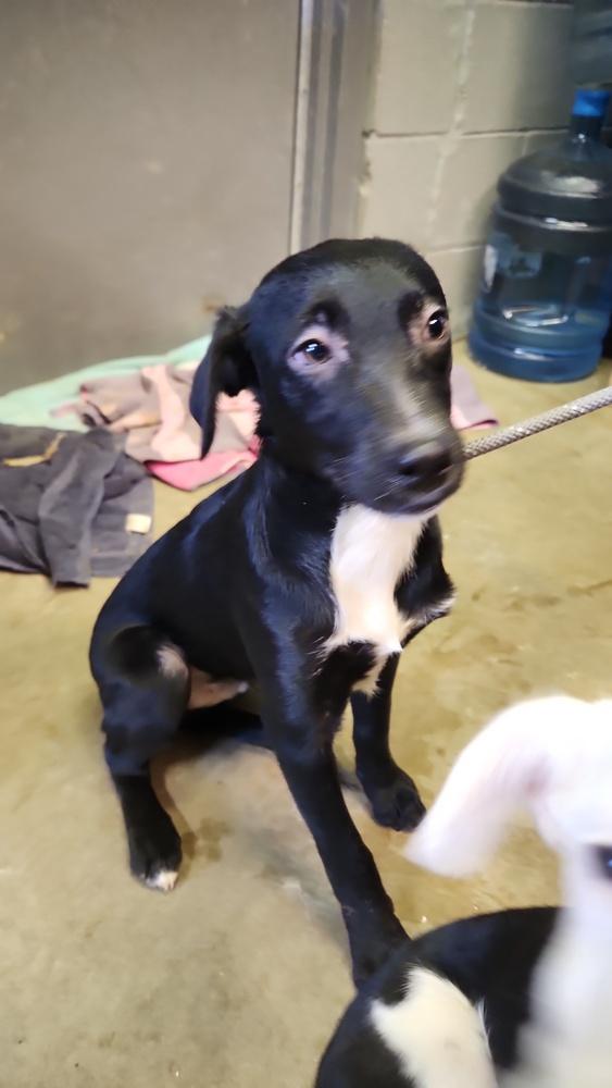 RASCAL 407-25, Adoptable, Young Male Mixed Breed.