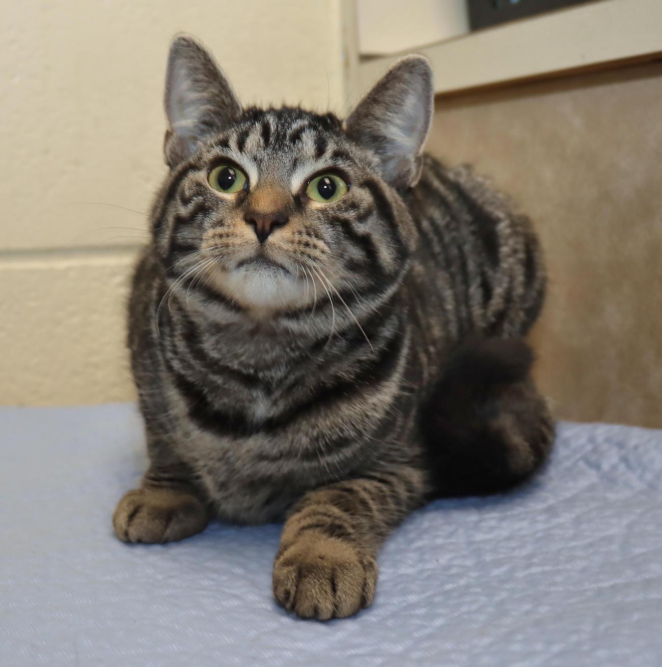 Sophia, a ADOPTABLE Domestic Short Hair in Euclid, OH image 1/5