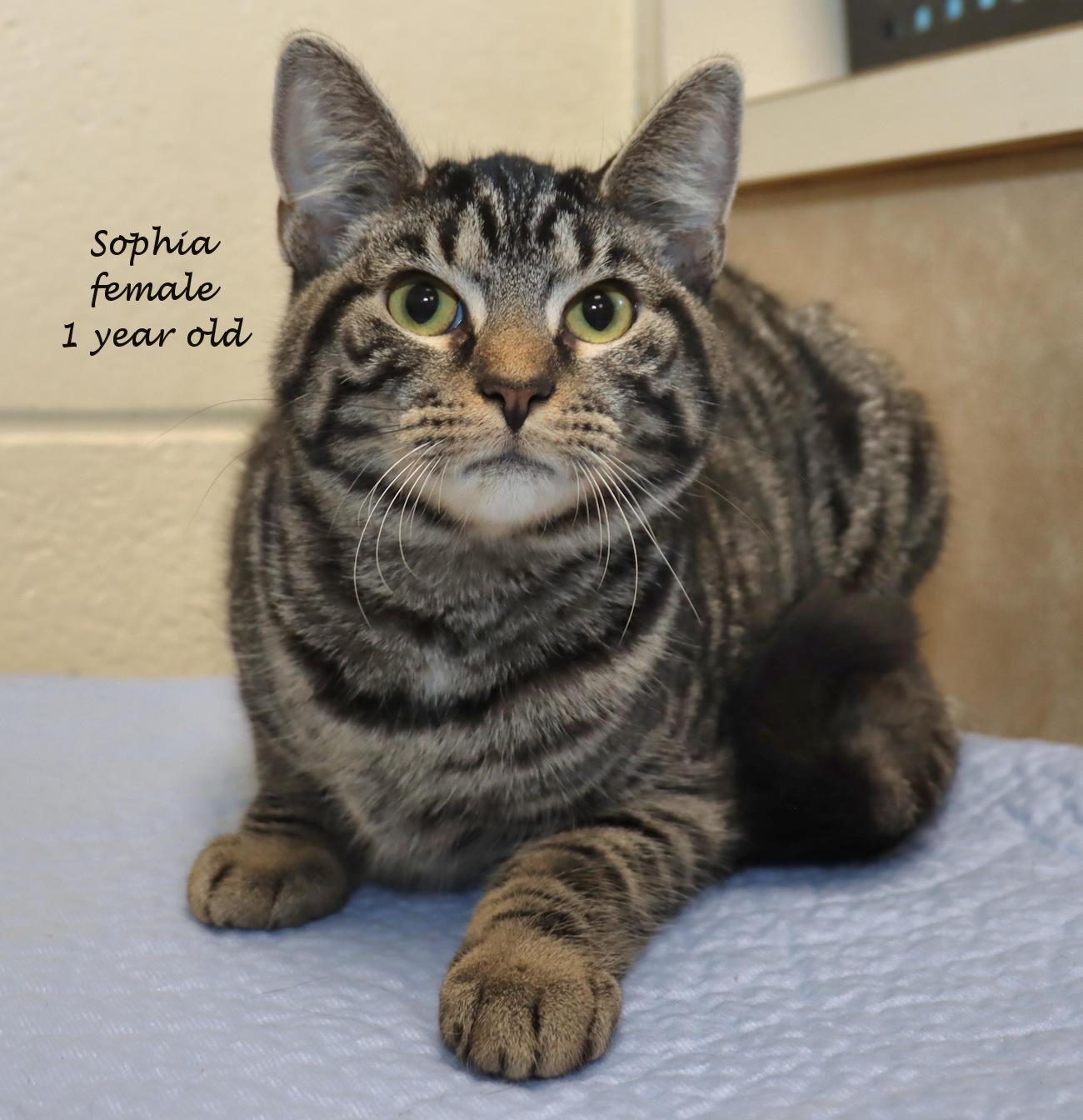 Sophia, a ADOPTABLE Domestic Short Hair in Euclid, OH image 2/5
