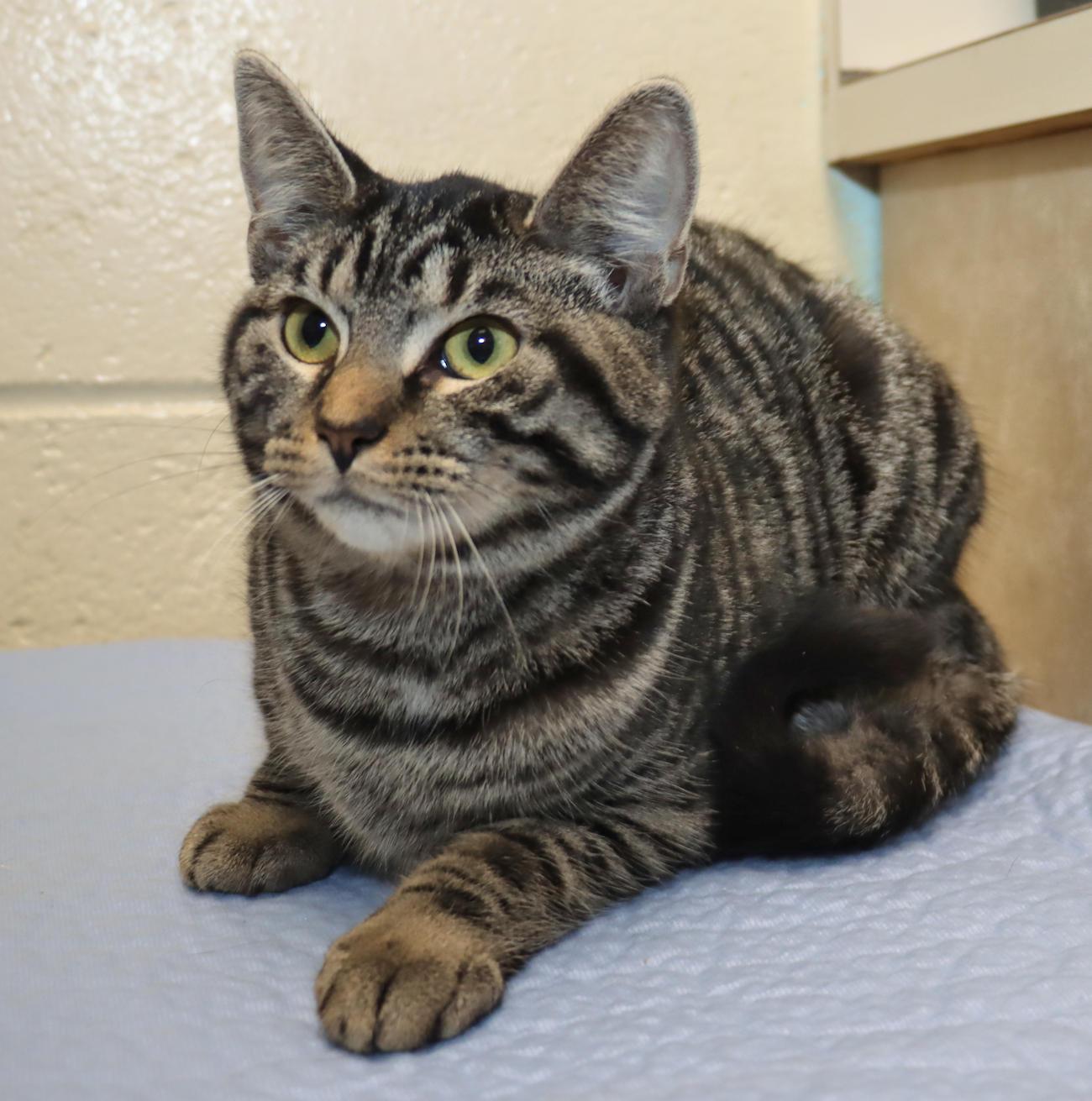 Sophia, a ADOPTABLE Domestic Short Hair in Euclid, OH image 4/5