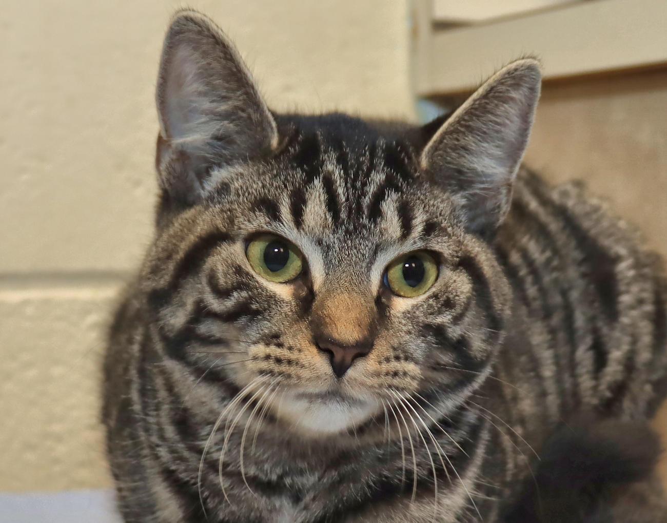 Sophia, a ADOPTABLE Domestic Short Hair in Euclid, OH image 5/5