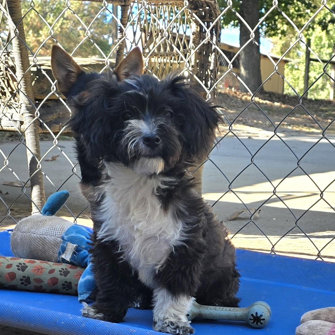 Tequila, Adoptable, Puppy Male Miniature Poodle.