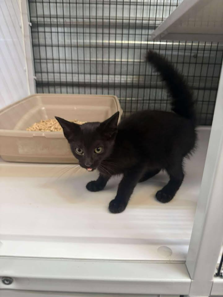 Shyla, Adoptable, Young Female Domestic Medium Hair.