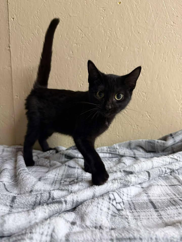 Shyla, a Adoptable mixed breed in Shelbyville, TN image 2/2