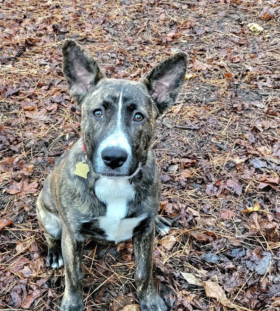 Enlarge Bean, a Adoptable Terrier in Ellijay, GA image 1/3