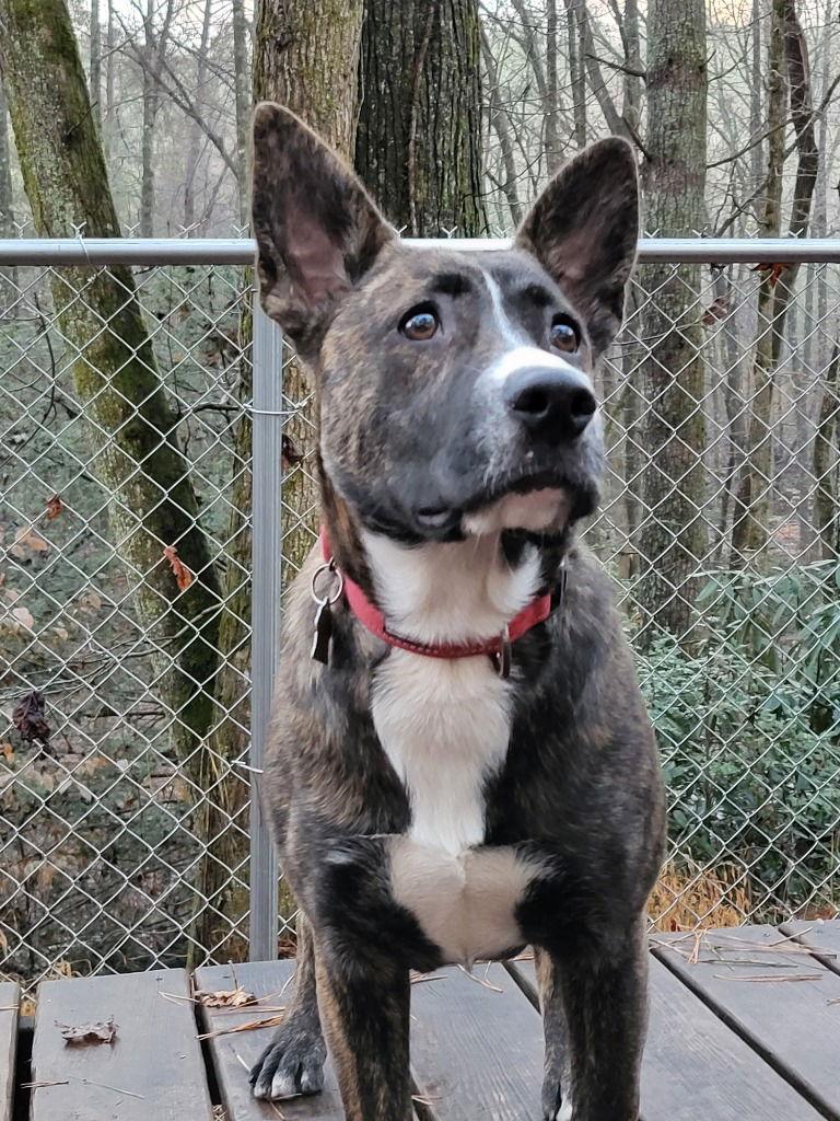 Enlarge Bean, a Adoptable Terrier in Ellijay, GA image 2/3