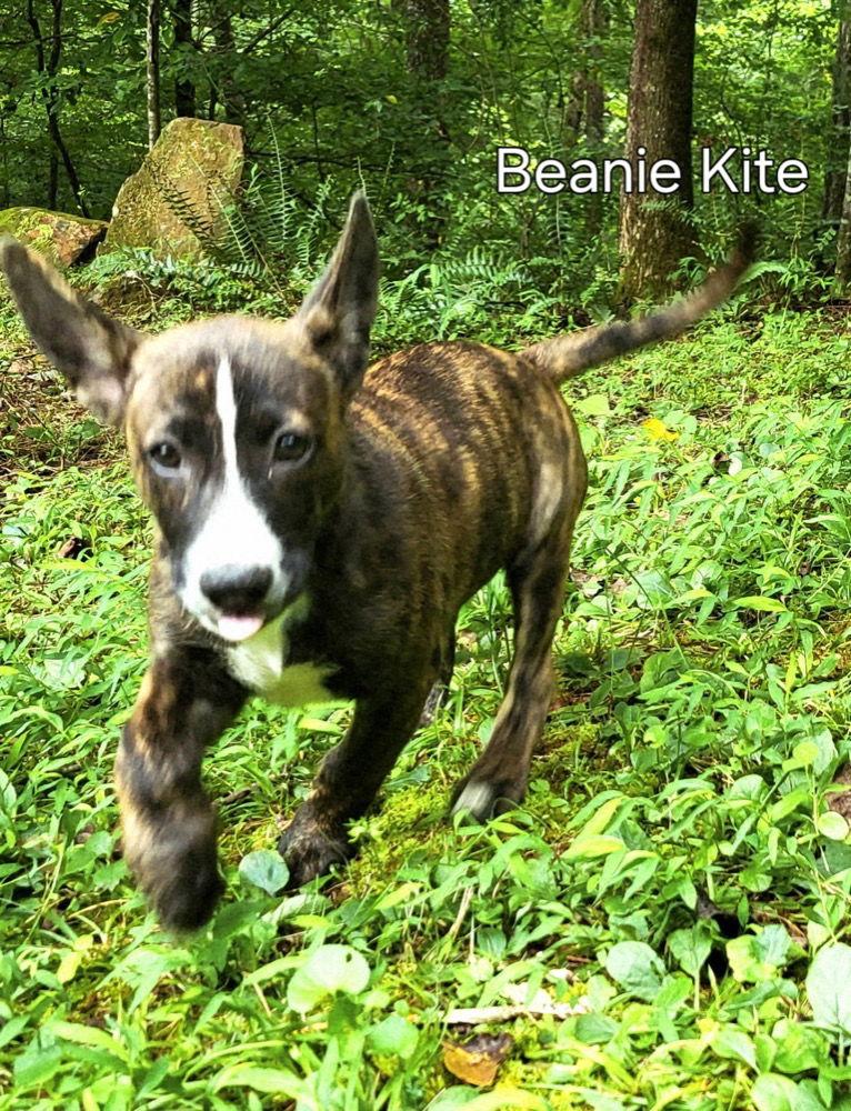 Enlarge Bean, a Adoptable Terrier in Ellijay, GA image 3/3