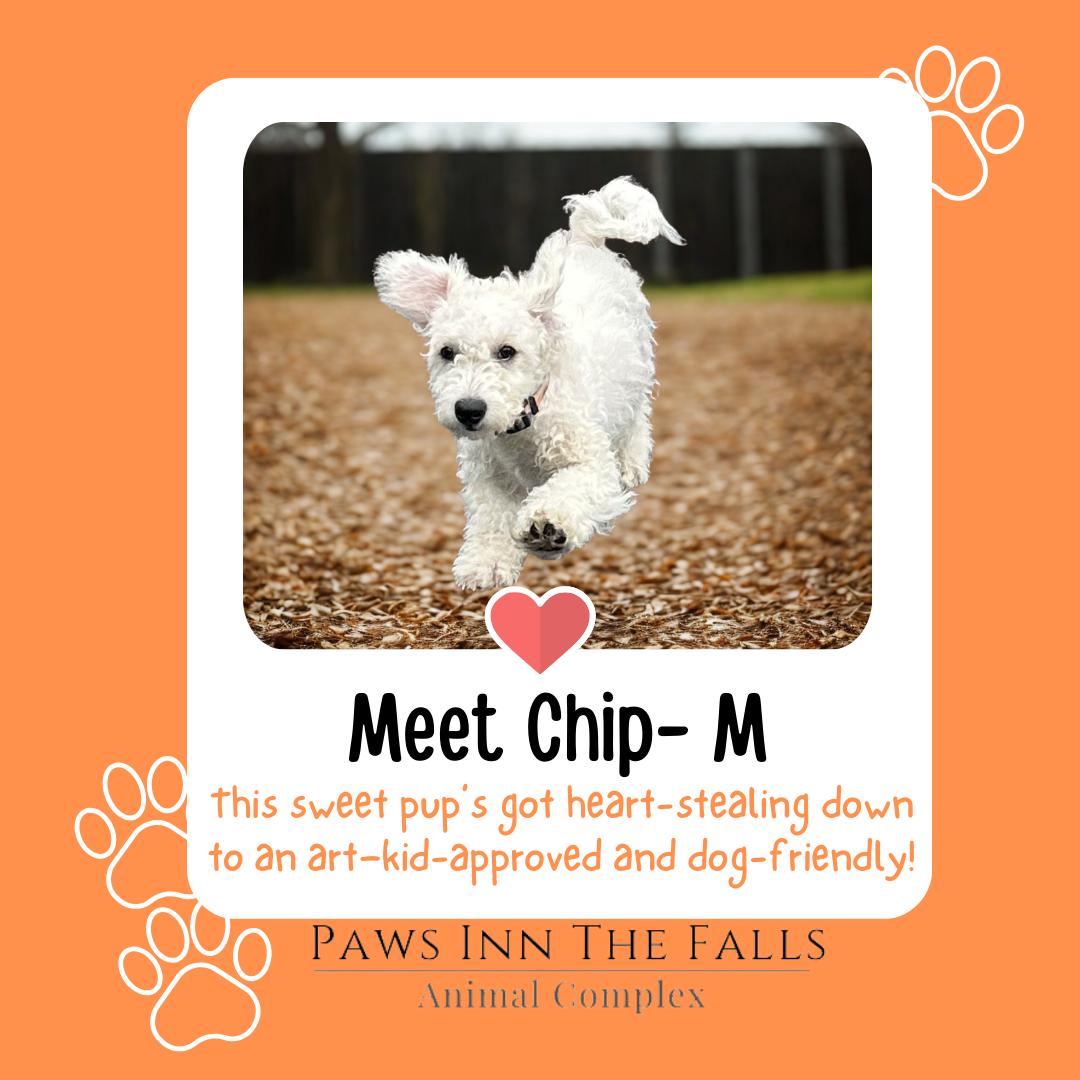 Chip, Adopted, Puppy Male Poodle.