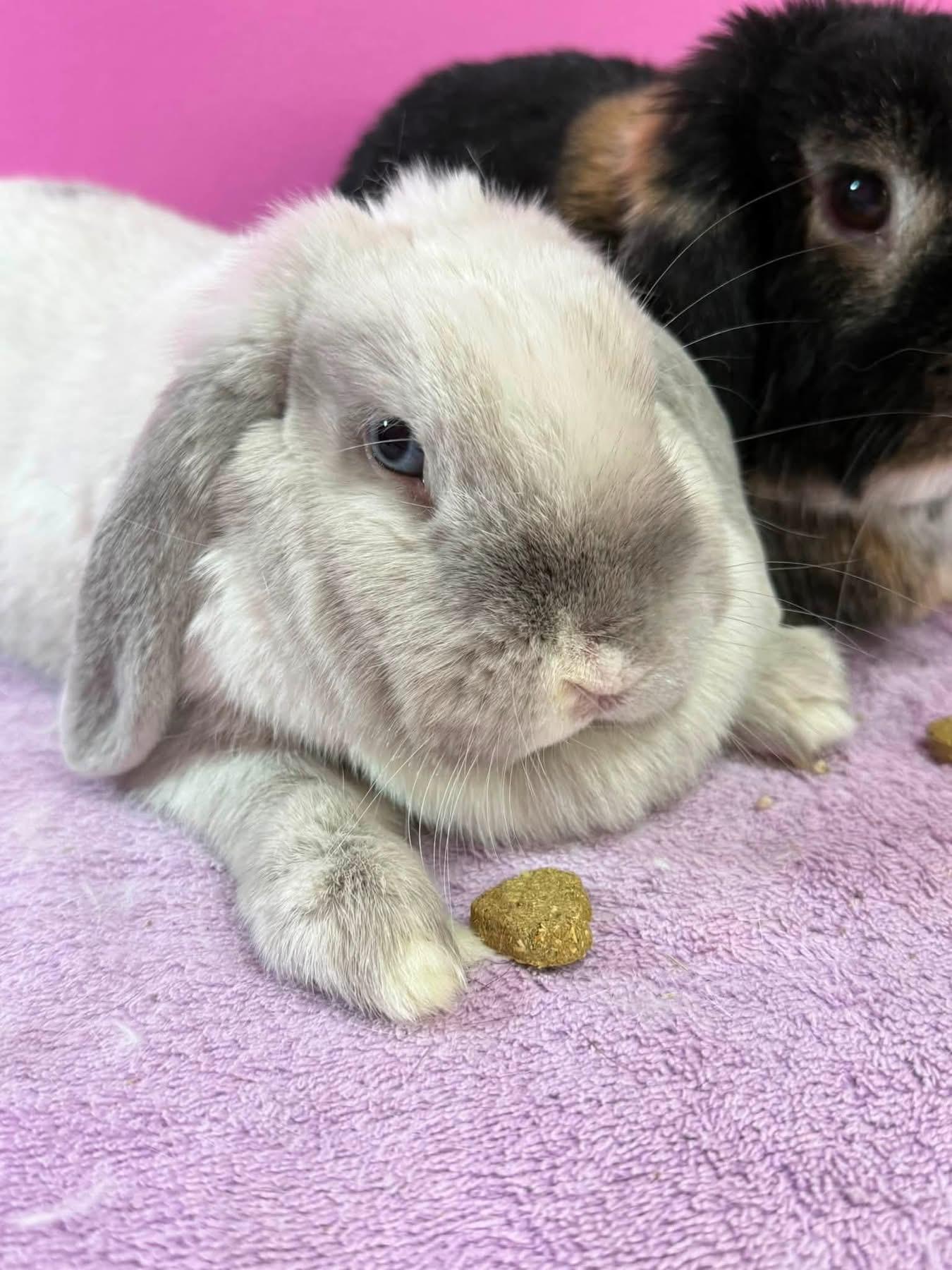 Lovey and Dovey, ADOPTABLE, Adult Female Holland Lop.
