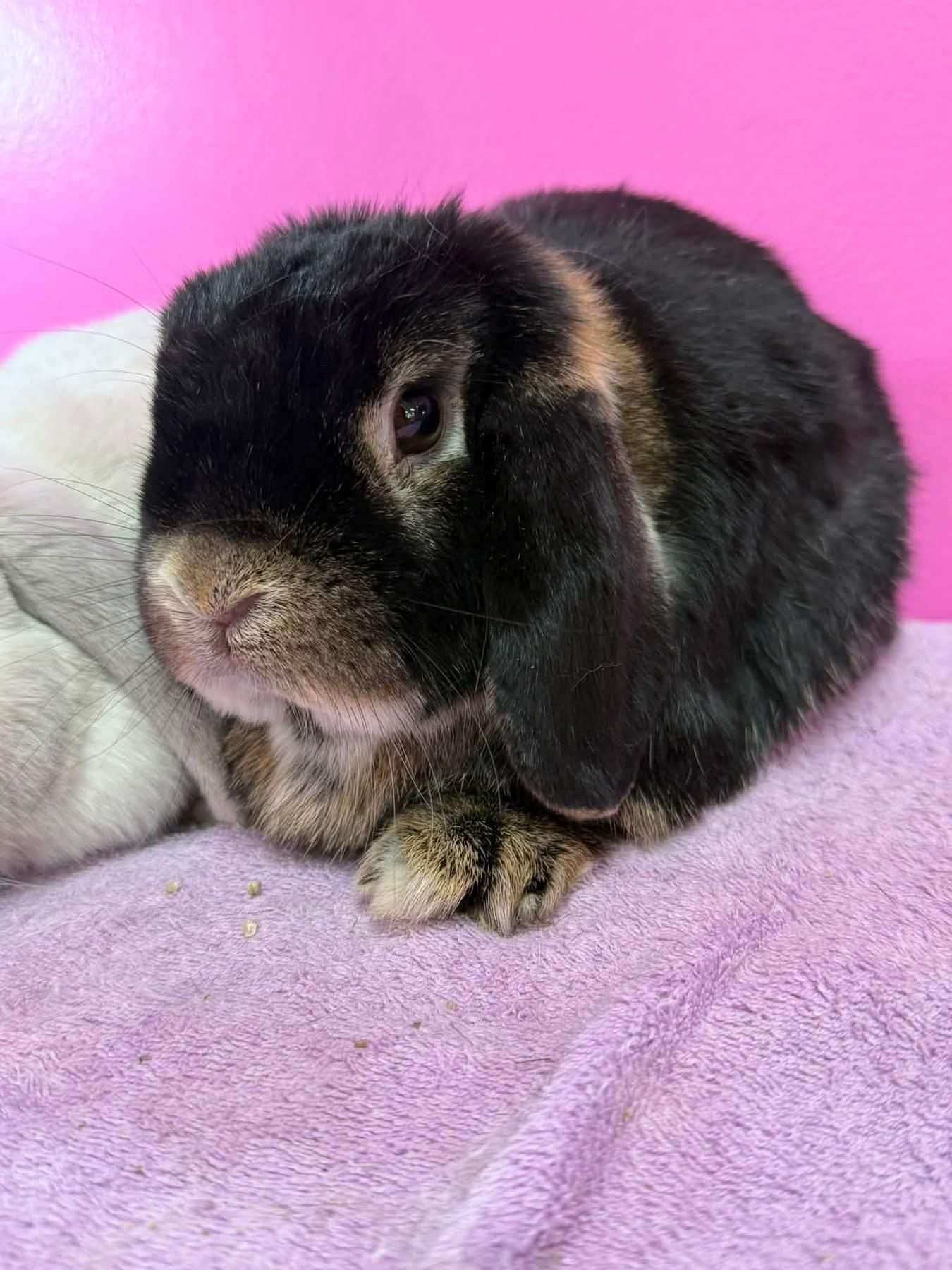 Lovey and Dovey, a ADOPTABLE Holland Lop in St. Charles, MO image 3/3
