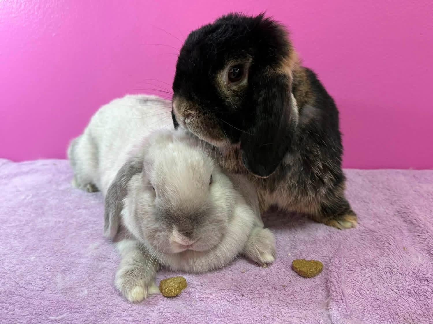 Lovey and Dovey, a ADOPTABLE Holland Lop in St. Charles, MO image 2/3