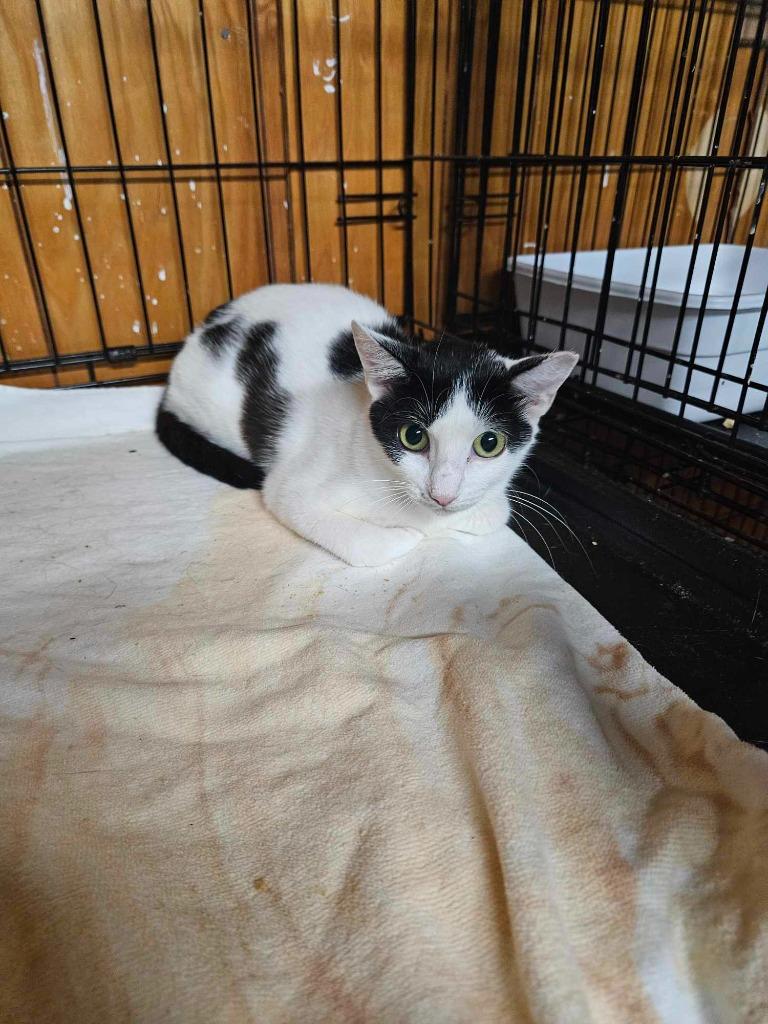 Spider, Adoptable, Adult Female Domestic Short Hair.