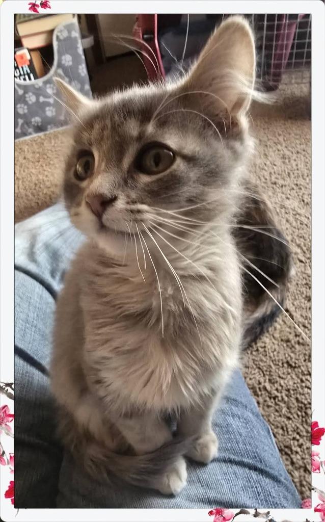 Florence, Adoptable, Kitten Female Calico.
