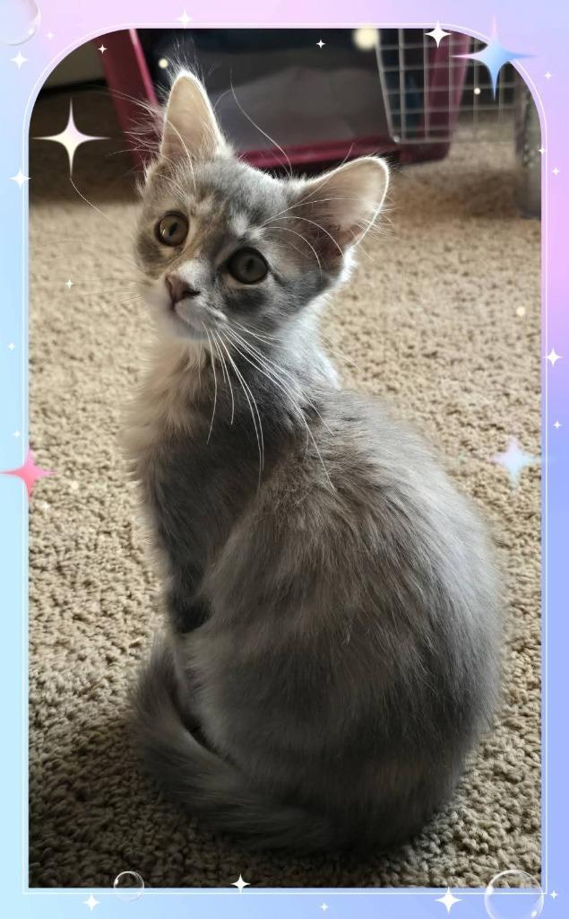 Florence, a Adoptable Calico in Miami, OK image 4/4