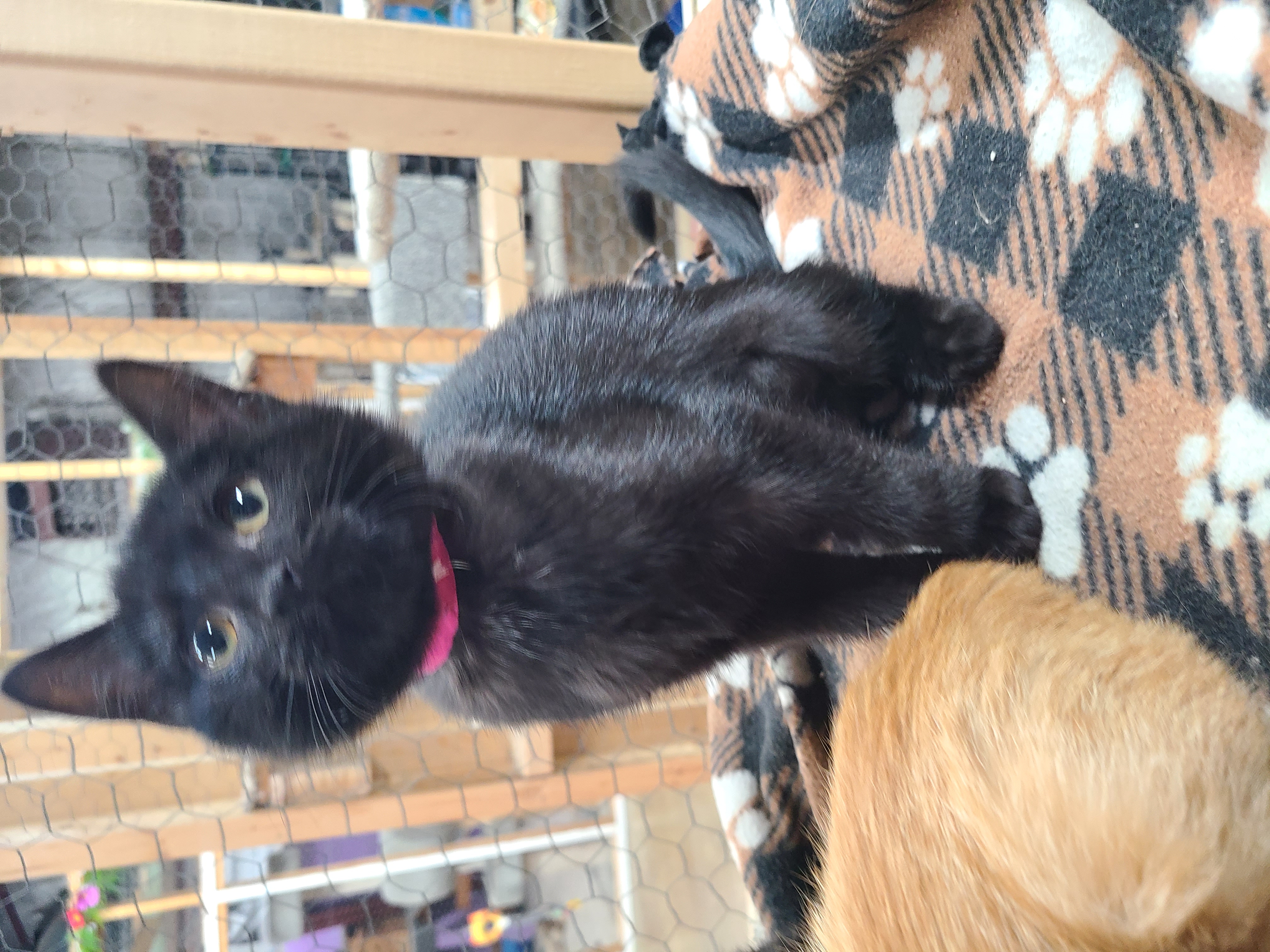 Shadow, an adopted Domestic Short Hair in Faribault, MN_image-1