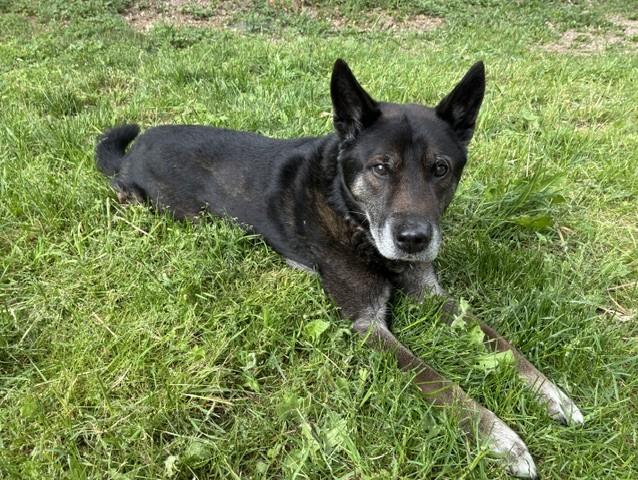 Bruno, ADOPTABLE, Senior Male Australian Shepherd.