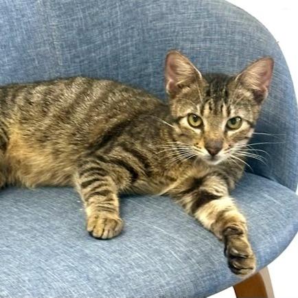 Aspen, Adoptable, Kitten Male Domestic Short Hair & Manx.