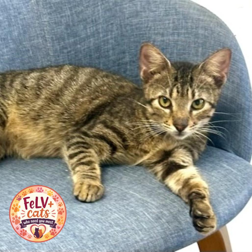 Enlarge Aspen, a Adoptable mixed breed in Jupiter, FL image 2/2