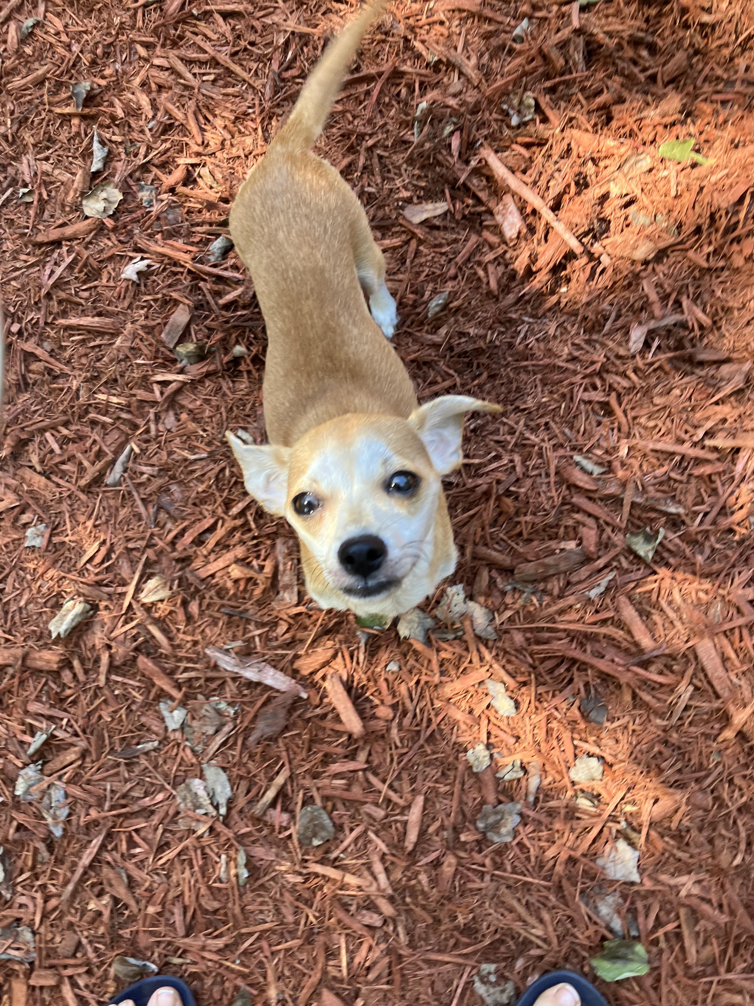 Enlarge Dolly, a Adopted Chiweenie in Jacksonville, FL image 2/3