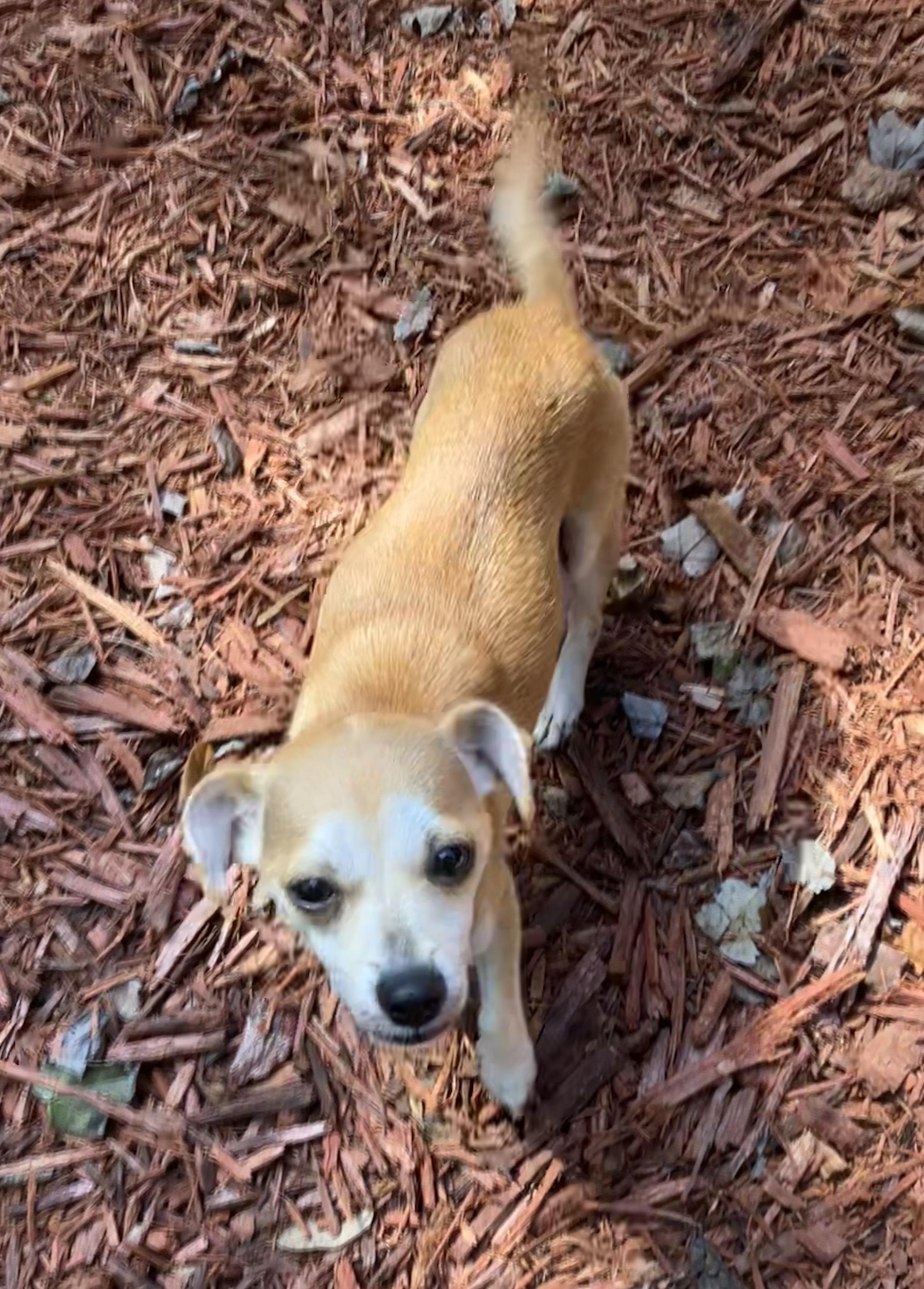 Enlarge Dolly, a Adopted Chiweenie in Jacksonville, FL image 1/3