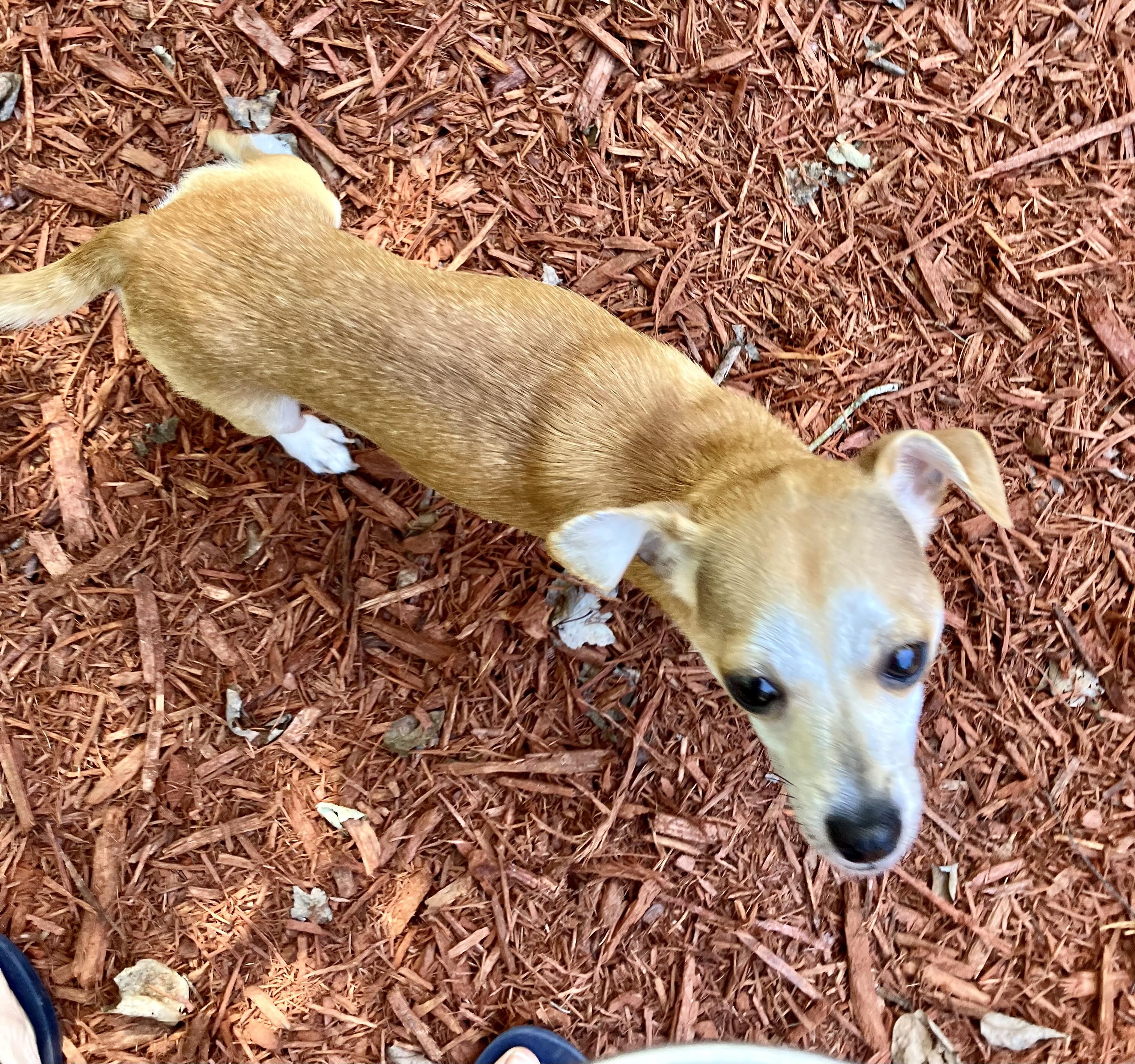 Enlarge Dolly, a Adopted Chiweenie in Jacksonville, FL image 3/3