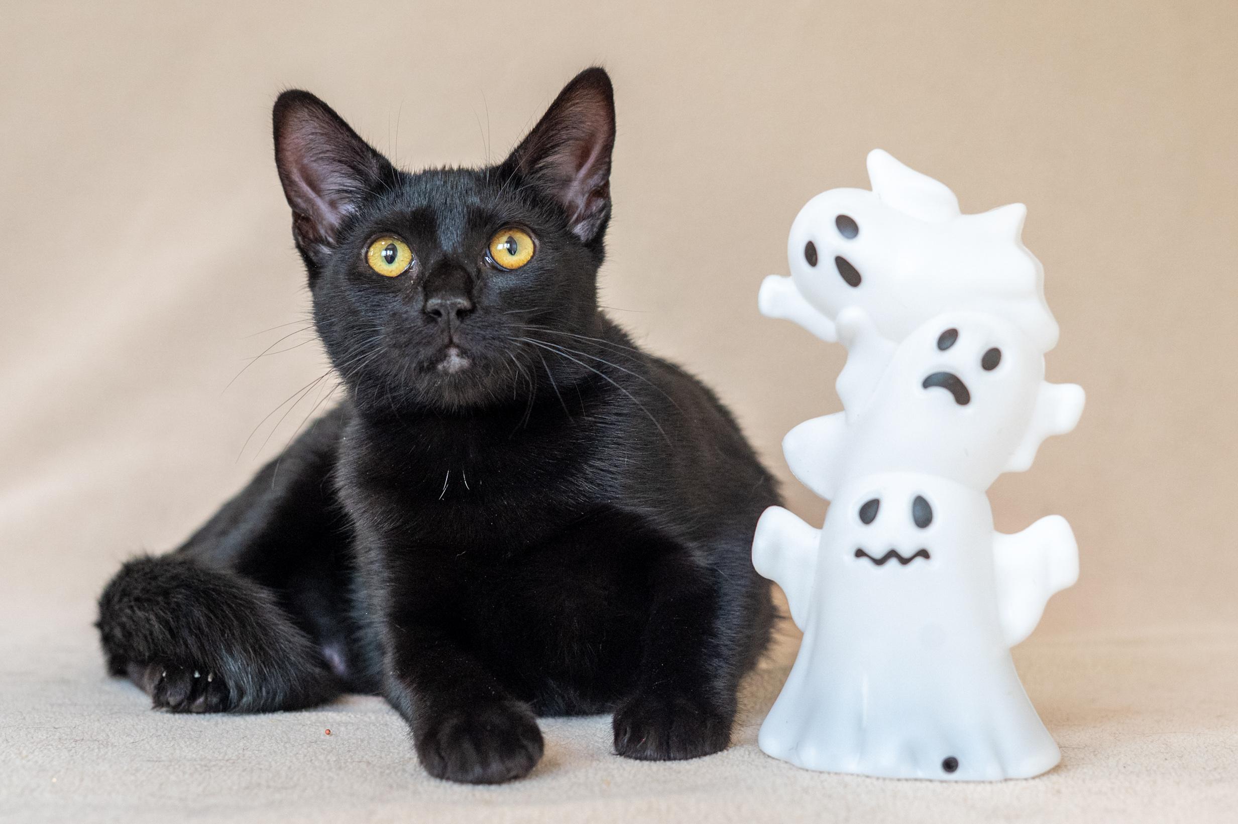 Enlarge Veronica, a Adoptable Domestic Short Hair in North Babylon, NY image 2/6