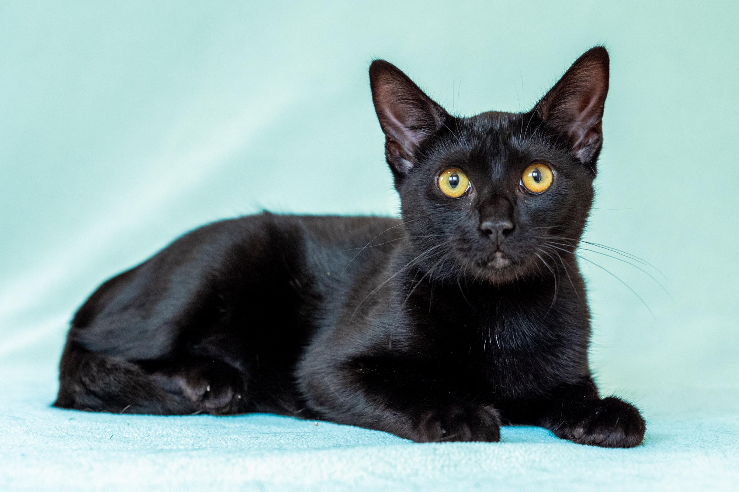Enlarge Veronica, a Adoptable Domestic Short Hair in North Babylon, NY image 3/6
