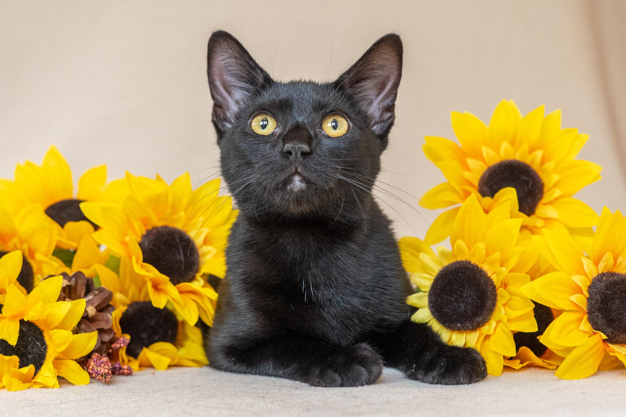 Enlarge Veronica, a Adoptable Domestic Short Hair in North Babylon, NY image 4/6