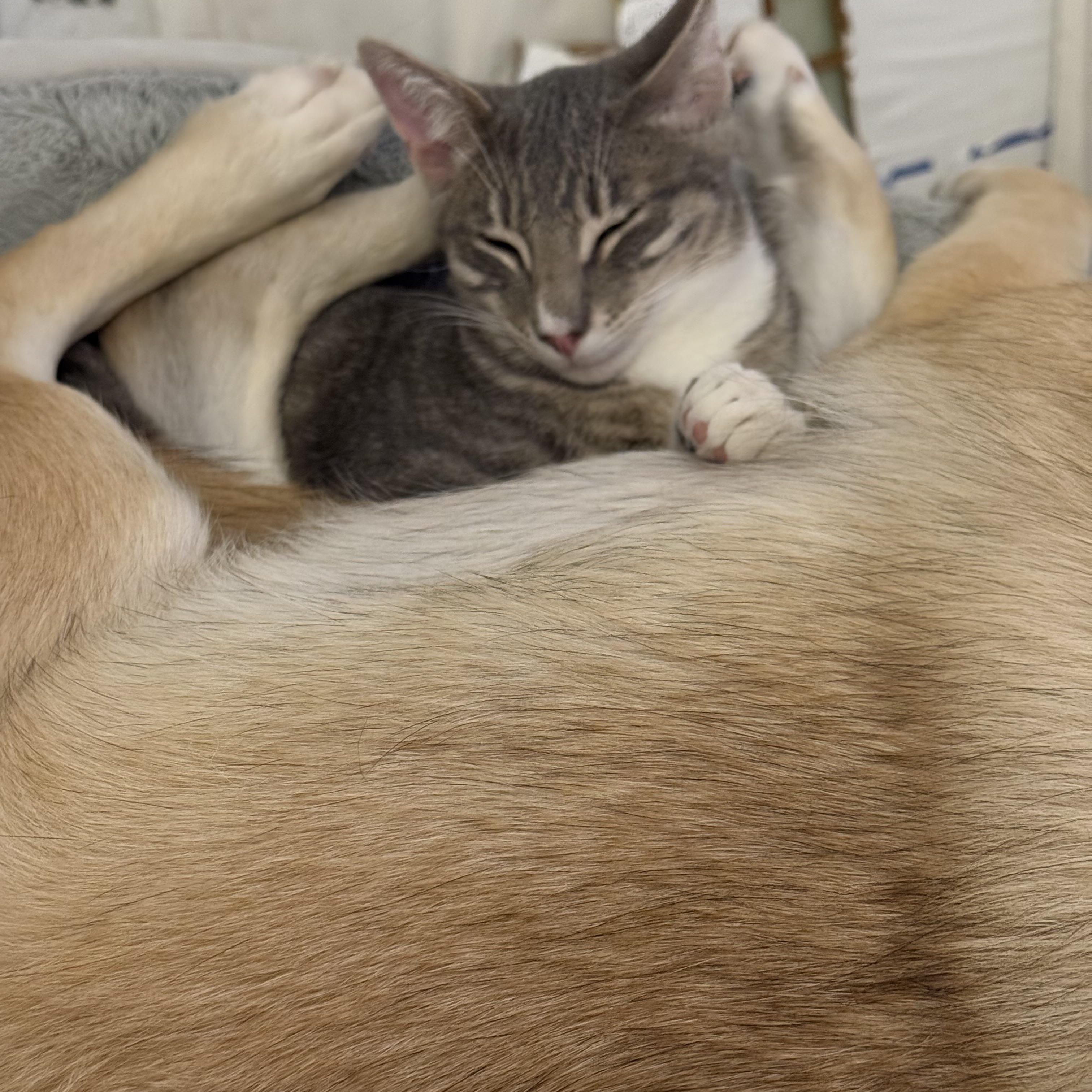 Enlarge Naga, a Adoptable Domestic Short Hair in Vallejo, CA image 6/6