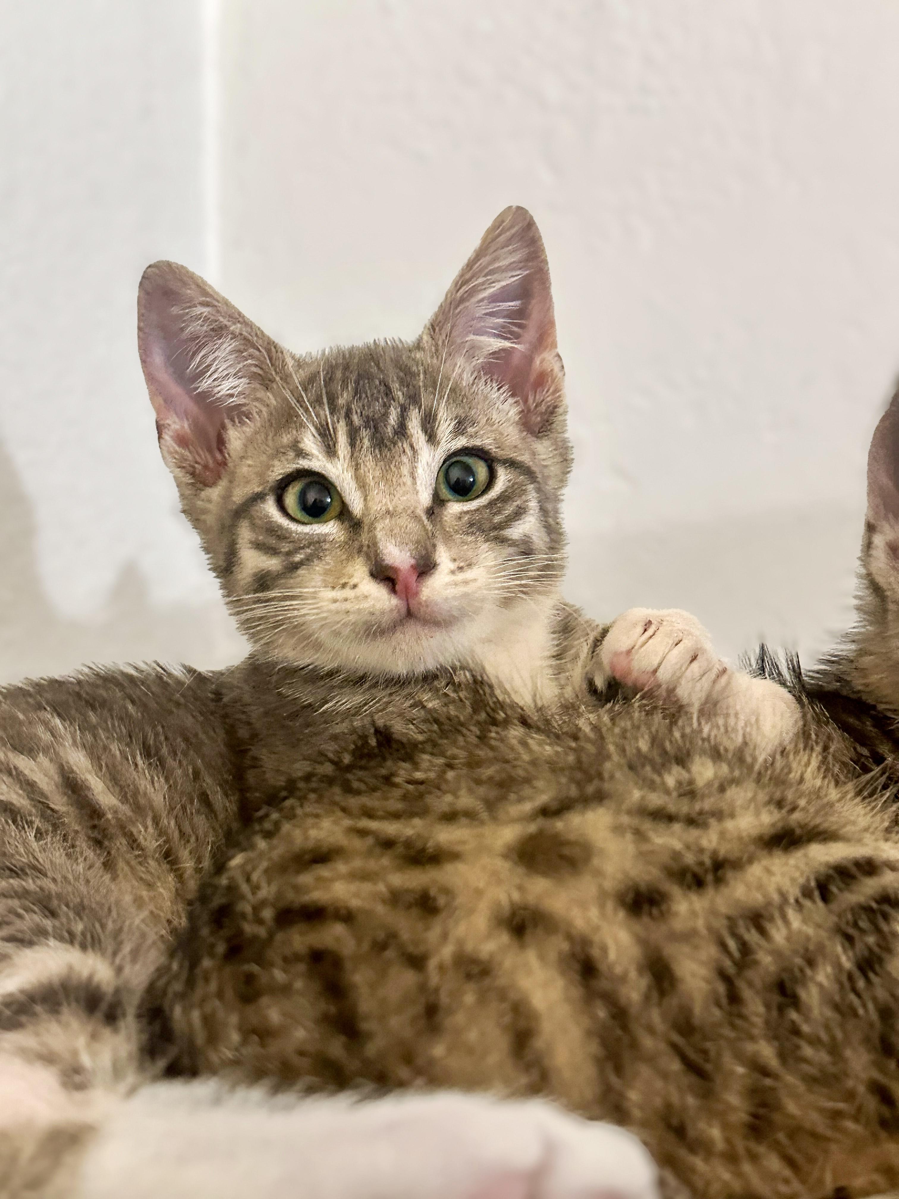 Naga, Adoptable, Kitten Male Domestic Short Hair.