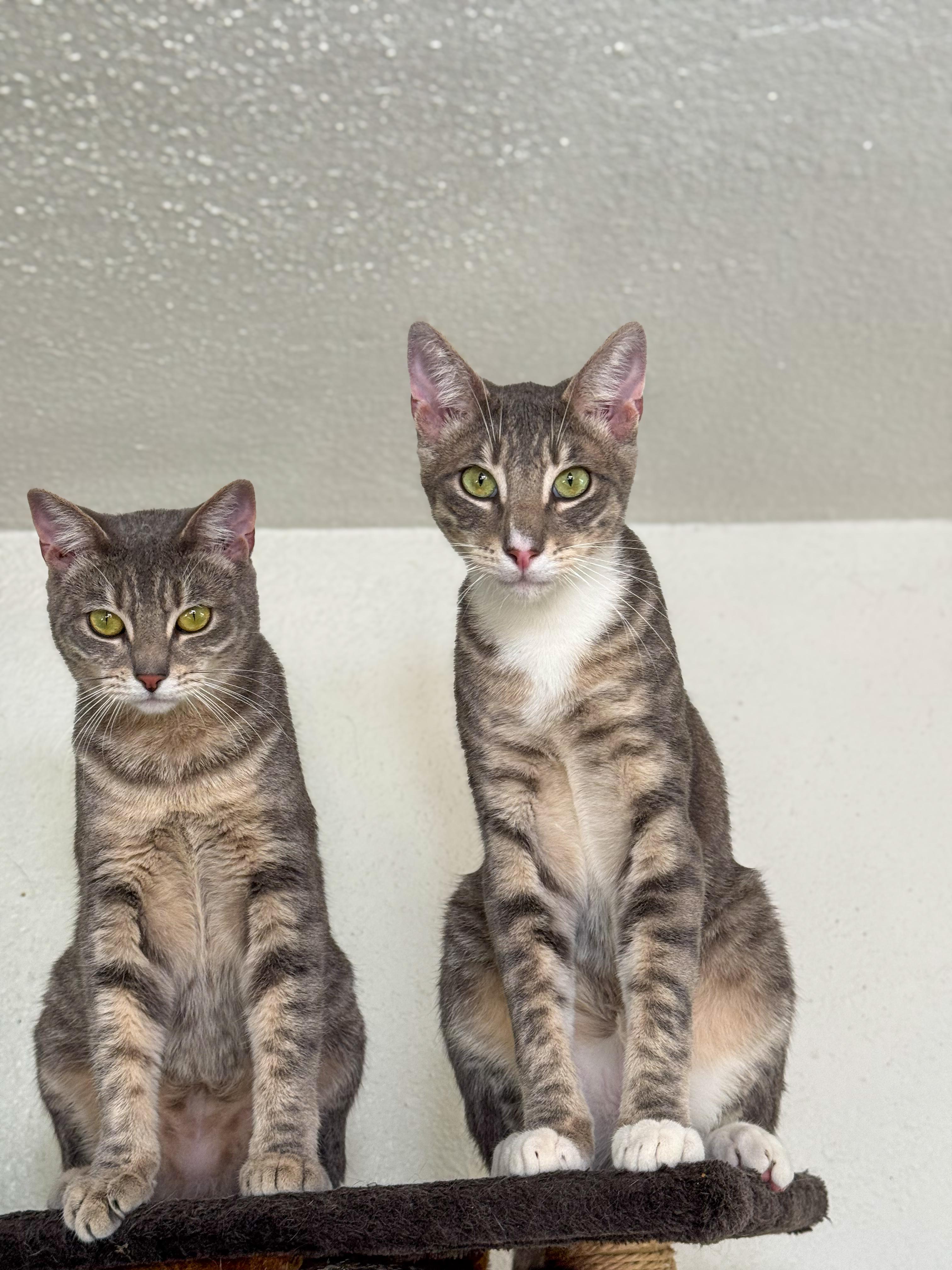 Enlarge Naga, a Adoptable Domestic Short Hair in Vallejo, CA image 5/6